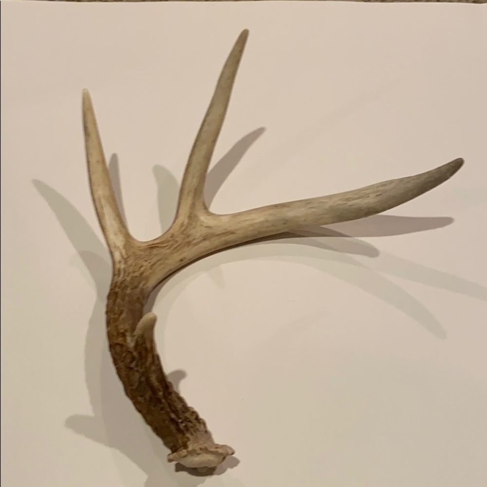 Dog antler chew toy